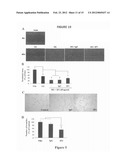 MONOCLONAL ANTIBODIES THAT INHIBIT THE Wnt SIGNALING PATHWAY AND METHODS     OF PRODUCTION AND USE THEREOF diagram and image