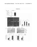 MONOCLONAL ANTIBODIES THAT INHIBIT THE Wnt SIGNALING PATHWAY AND METHODS     OF PRODUCTION AND USE THEREOF diagram and image