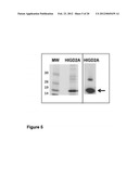 TUMOR MARKERS AND METHODS OF USE THEREOF diagram and image