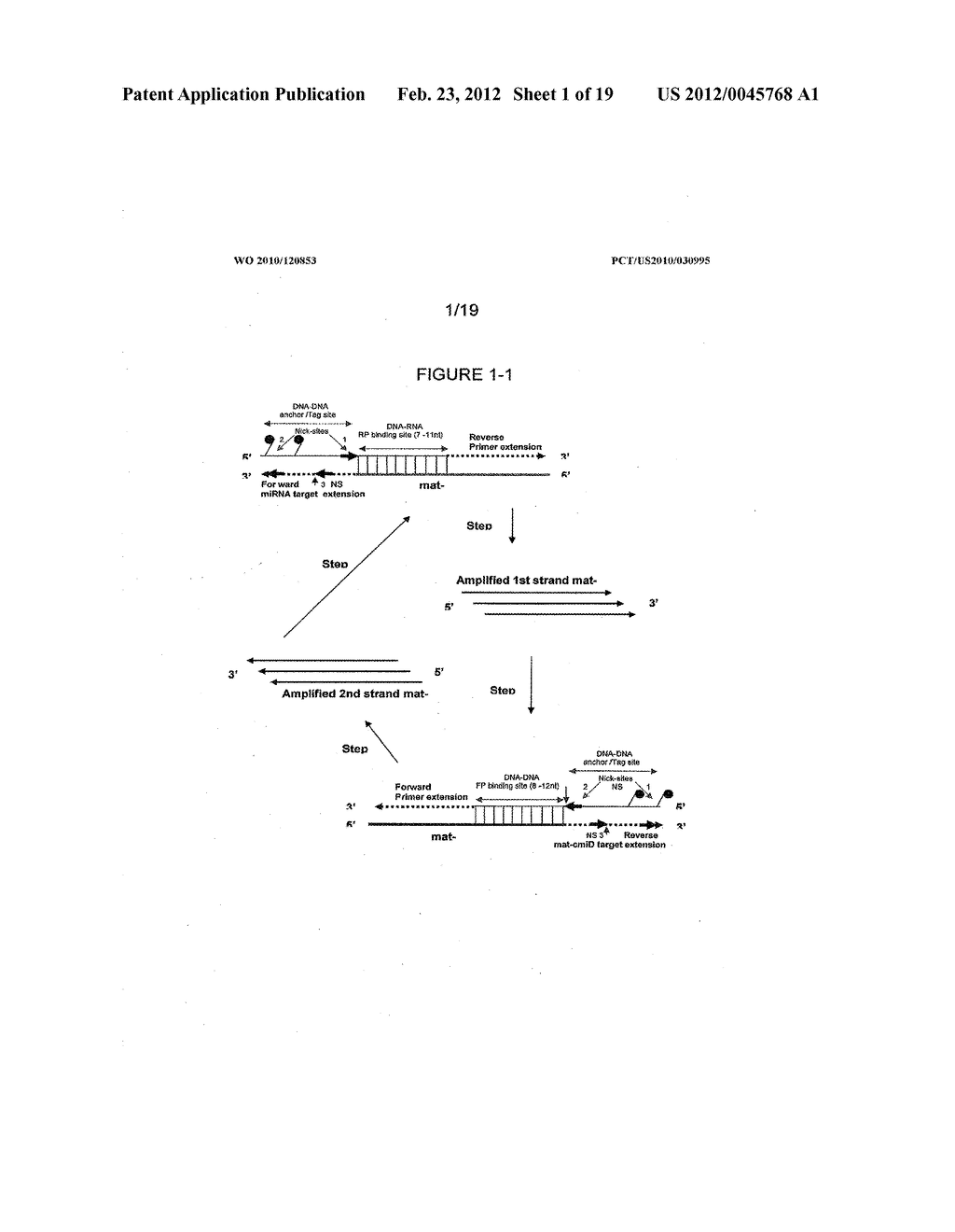 METHODS AND COMPOSITIONS TO DETECT AND DIFFERENTIATE SMALL RNAS IN RNA     MATURATION PATHWAY - diagram, schematic, and image 02