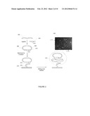 NUCLEIC ACID SEQUENCING diagram and image