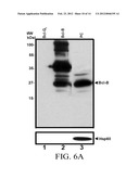 DETECTING BCL-B EXPRESSION IN CANCER AND USES THEREOF diagram and image