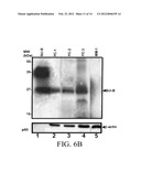 DETECTING BCL-B EXPRESSION IN CANCER AND USES THEREOF diagram and image