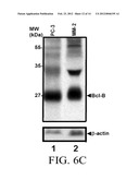 DETECTING BCL-B EXPRESSION IN CANCER AND USES THEREOF diagram and image