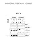 MODULATORS OF NOD1 AND NOD2 SIGNALING, METHODS OF IDENTIFYING  MODULATORS     OF NOD1 AND NOD2 SIGNALING, AND USES THEREOF diagram and image