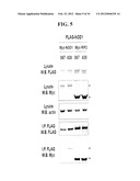 MODULATORS OF NOD1 AND NOD2 SIGNALING, METHODS OF IDENTIFYING  MODULATORS     OF NOD1 AND NOD2 SIGNALING, AND USES THEREOF diagram and image