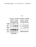 MODULATORS OF NOD1 AND NOD2 SIGNALING, METHODS OF IDENTIFYING  MODULATORS     OF NOD1 AND NOD2 SIGNALING, AND USES THEREOF diagram and image