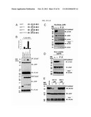 MODULATORS OF NOD1 AND NOD2 SIGNALING, METHODS OF IDENTIFYING  MODULATORS     OF NOD1 AND NOD2 SIGNALING, AND USES THEREOF diagram and image