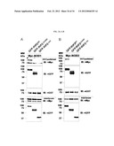 MODULATORS OF NOD1 AND NOD2 SIGNALING, METHODS OF IDENTIFYING  MODULATORS     OF NOD1 AND NOD2 SIGNALING, AND USES THEREOF diagram and image