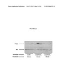 Methods and Compositions of PI-3 Kinase Inhibitors for Treating Fibrosis diagram and image