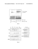 USE OF ISOTHIOCYANATES COMPOUNDS IN TREATING PROSTATIC DISEASES AND SKIN     CANCER diagram and image