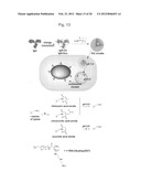 PROTEIN CHARGE REGULATOR AND PROTEIN-ENCAPSULATING POLYMER MICELLE COMPLEX diagram and image