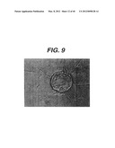 ANTI- INTEGRIN ANTIBODIES, COMPOSITIONS, METHODS AND USES diagram and image