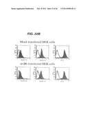 ANTI- INTEGRIN ANTIBODIES, COMPOSITIONS, METHODS AND USES diagram and image