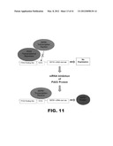 COMPOSITIONS AND METHODS FOR DIAGNOSING, TREATING, AND PREVENTING PROSTATE     CONDITIONS diagram and image