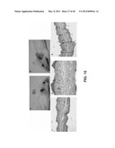 ALKYLATED SEMI SYNTHETIC GLYCOSAMINOGLYCOSAN ETHERS, AND METHODS FOR     MAKING AND USING THEREOF diagram and image