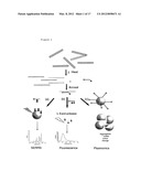 IDENTIFICATION OF NUCLEIC ACID SEQUENCES diagram and image