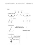 IDENTIFICATION OF NUCLEIC ACID SEQUENCES diagram and image