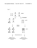 IDENTIFICATION OF NUCLEIC ACID SEQUENCES diagram and image