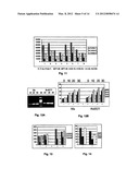 PROBE-ANTIPROBE COMPOSITIONS AND METHODS FOR DNA OR RNA DETECTION diagram and image