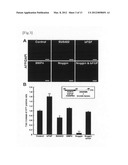 METHOD FOR INDUCTION OF DIFFERENTIATION OF ES CELL diagram and image