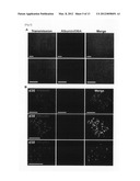 METHOD FOR INDUCTION OF DIFFERENTIATION OF ES CELL diagram and image