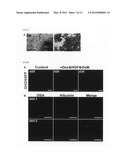 METHOD FOR INDUCTION OF DIFFERENTIATION OF ES CELL diagram and image