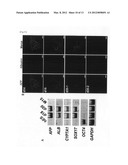 METHOD FOR INDUCTION OF DIFFERENTIATION OF ES CELL diagram and image