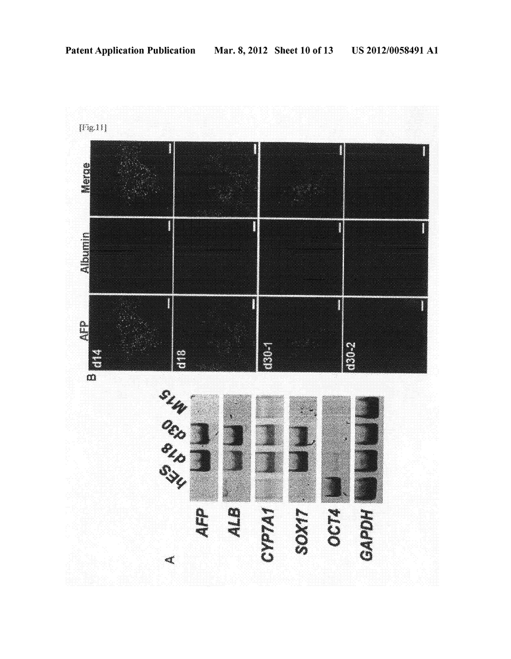 METHOD FOR INDUCTION OF DIFFERENTIATION OF ES CELL - diagram, schematic, and image 11