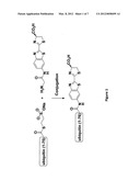 Bioluminescent Detection of Protease Activity diagram and image