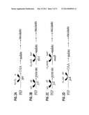 ENGINEERING THE PATHWAY FOR SUCCINATE PRODUCTION diagram and image