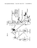 ENGINEERING THE PATHWAY FOR SUCCINATE PRODUCTION diagram and image