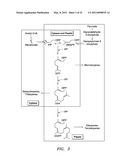 BIOFUEL PRODUCTION IN PROKARYOTES AND EUKARYOTES diagram and image