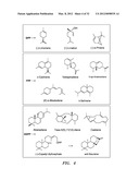 BIOFUEL PRODUCTION IN PROKARYOTES AND EUKARYOTES diagram and image