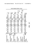 BIOFUEL PRODUCTION IN PROKARYOTES AND EUKARYOTES diagram and image