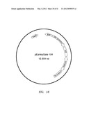 BIOFUEL PRODUCTION IN PROKARYOTES AND EUKARYOTES diagram and image