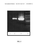 CHIMERIC TRUNCATED AND MUTANT VARIANT OF TISSUE PLASMINOGEN ACTIVATOR     (T-PA) RESISTANT TO PLASMINOGEN ACTIVATOR INHIBITOR-1 diagram and image