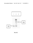 CHIMERIC TRUNCATED AND MUTANT VARIANT OF TISSUE PLASMINOGEN ACTIVATOR     (T-PA) RESISTANT TO PLASMINOGEN ACTIVATOR INHIBITOR-1 diagram and image