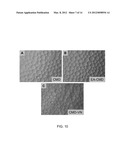 Synthetic Polysaccharide Microcarriers for Culturing Cells diagram and image