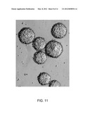 Synthetic Polysaccharide Microcarriers for Culturing Cells diagram and image