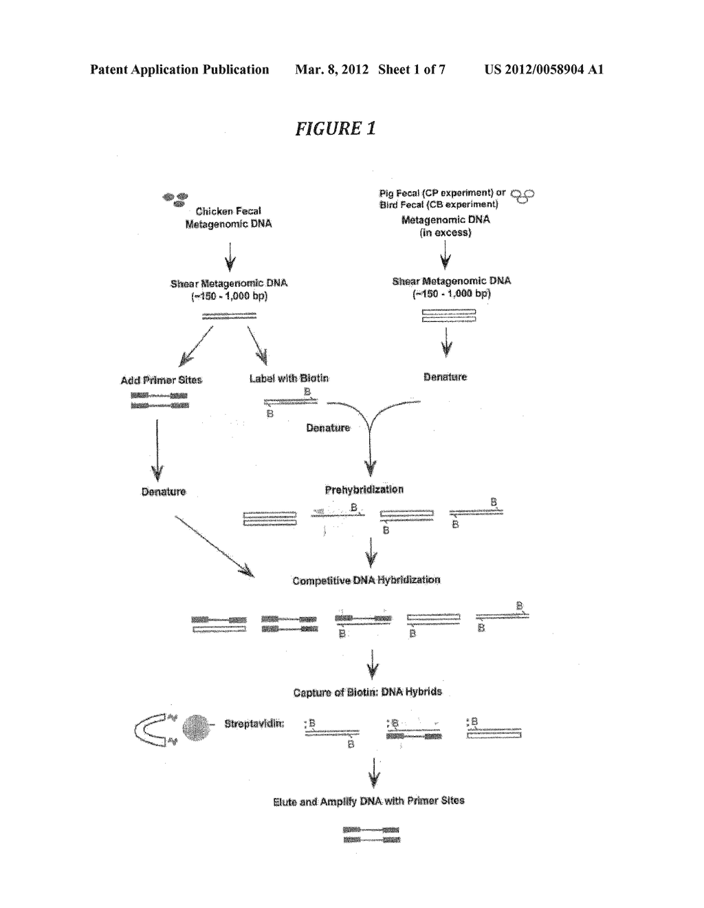 SPECIES-SPECIFIC PRIMER SETS AND IDENTIFICATION OF SPECIES-SPECIFIC DNA     SEQUENCES USING GENOME FRAGMENT ENRICHMENT - diagram, schematic, and image 02