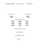 COMBINATORIAL ANTIBODY LIBRARIES AND USES THEREOF diagram and image