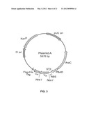 COMBINATORIAL ANTIBODY LIBRARIES AND USES THEREOF diagram and image