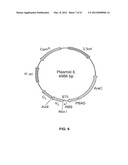 COMBINATORIAL ANTIBODY LIBRARIES AND USES THEREOF diagram and image