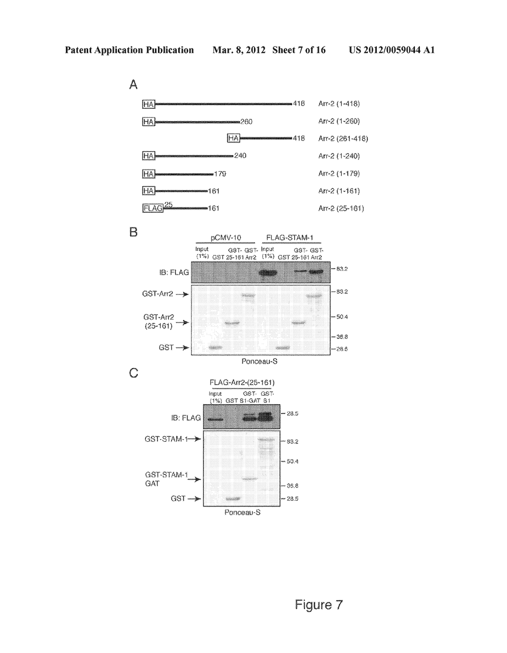 METHODS OF UTILIZING THE ARRESTIN-2/STAM-1 COMPLEX AS A THERAPEUTIC TARGET - diagram, schematic, and image 08