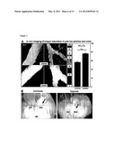 METHOD AND DEVICE FOR MONITORING AND IMPROVING ARTERIOGENESIS diagram and image