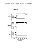 DNA VACCINES ENCODING HEAT SHOCK PROTEINS diagram and image