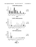 NUCLEIC ACIDS AND PROTEINS ASSOCIATED WITH SUCROSE ACCUMULATION IN COFFEE diagram and image