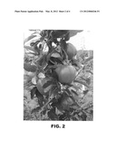 Apple Tree Named  PREMIER STAR  diagram and image