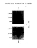 PSCA: PROSTATE STEM CELL ANTIGEN AND USES THEREOF diagram and image